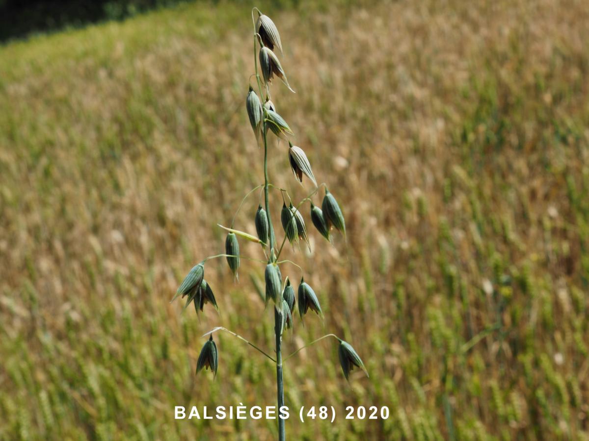 Oat, Common flower